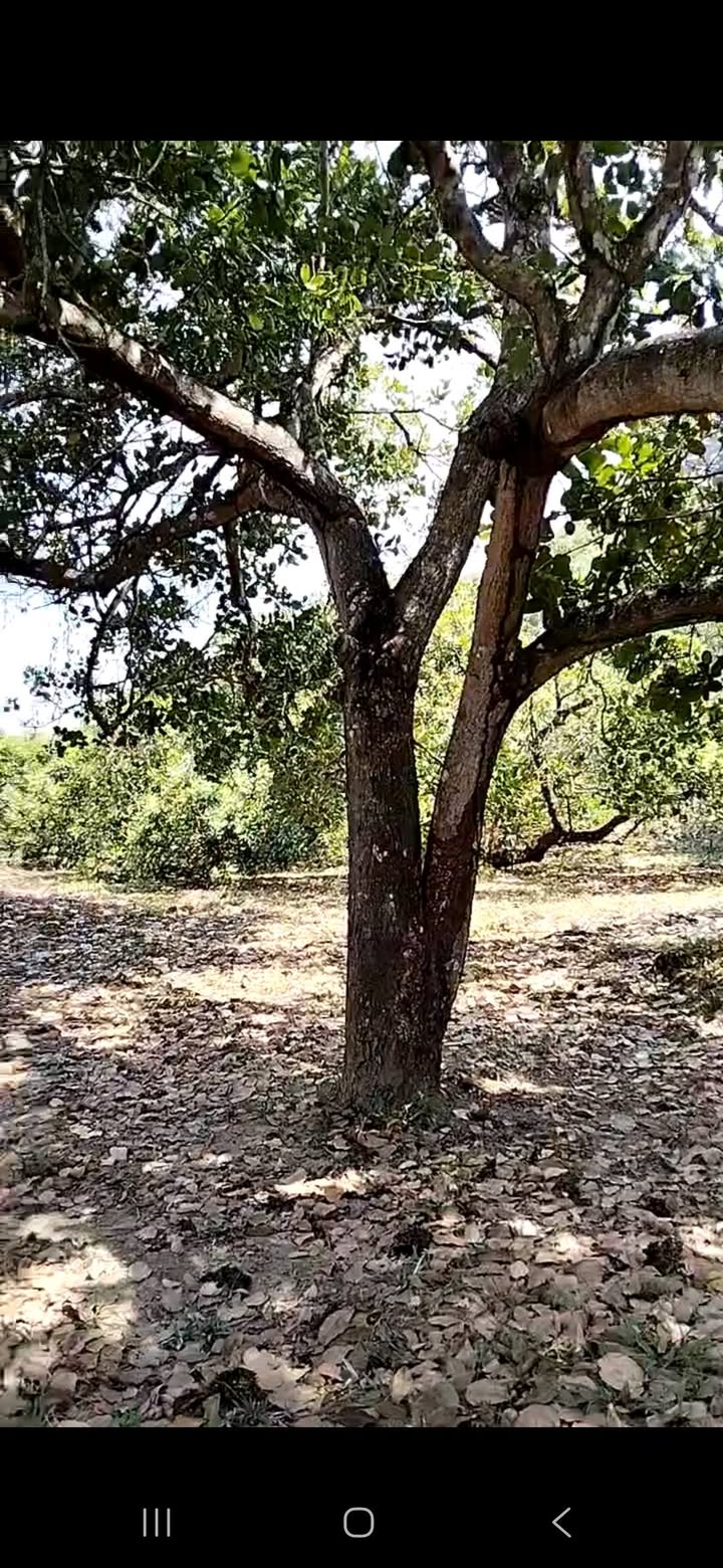 Bán Đất Vườn Lạc Tánh 2ha Giá 840 Triệu - Đầu Tư Dài Hạn Sinh Lời