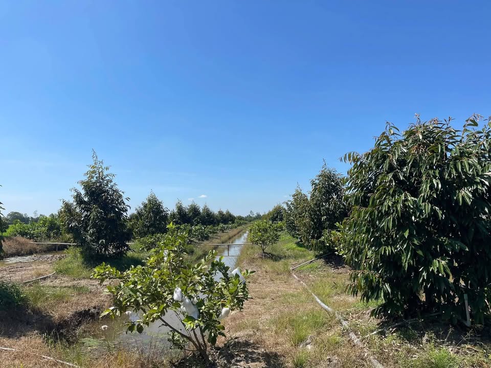 Đất vườn Mỹ Trung, Cái Bè 9200m² - Cơ hội đầu tư dài hạn!