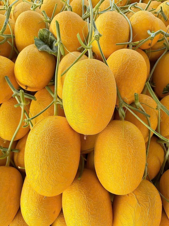 Đất nền Châu Thành Long An 495m² 2 tỷ - Sổ hồng chính chủ!