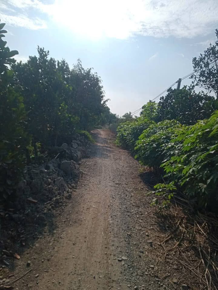 Bán Gấp 7200m² Đất Vườn Sầu Riêng Monthon Cái Bè, Tiền Giang - 1.1 Tỷ