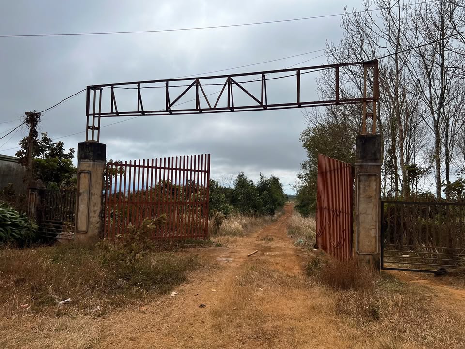 Rẫy Cafe Tiêu Đắk Hà 32ha - Đầu tư dài hạn, sinh lời bền vững!