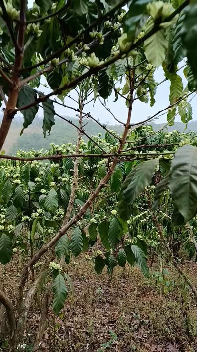 Đất nền Bảo Lâm 10800m² - Sổ đỏ chính chủ, đường ô tô!