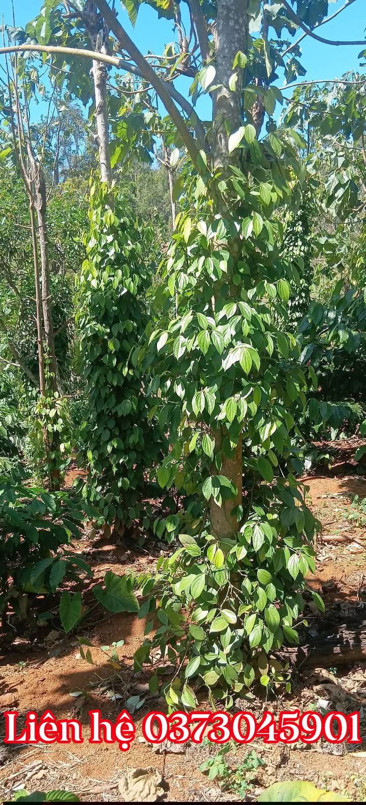 Đất nền Nam Giang Đắk Song 1.1ha - Đường ô tô vào tận nơi