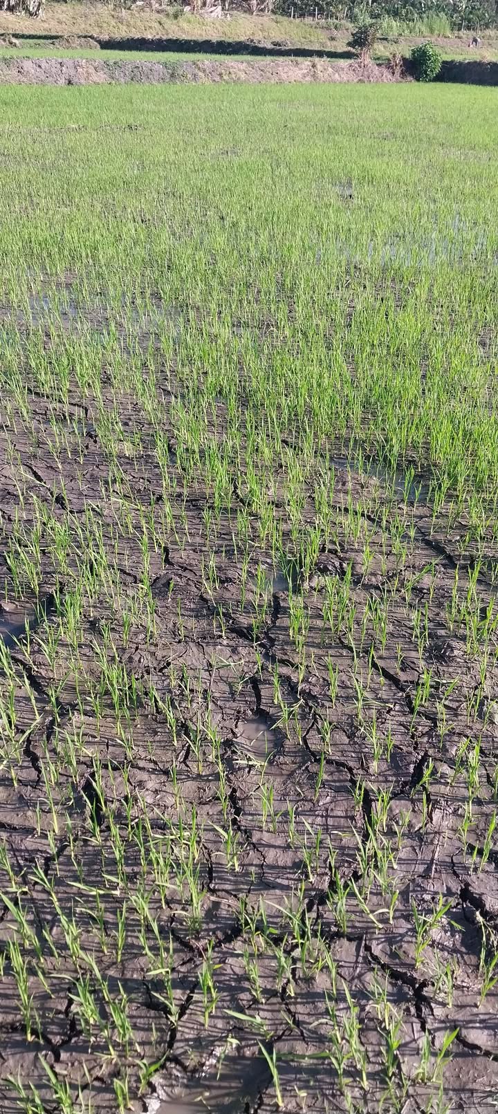 Ruộng Bình Hòa 2ha Đắk Lắk – Tiềm năng đầu tư dài hạn!