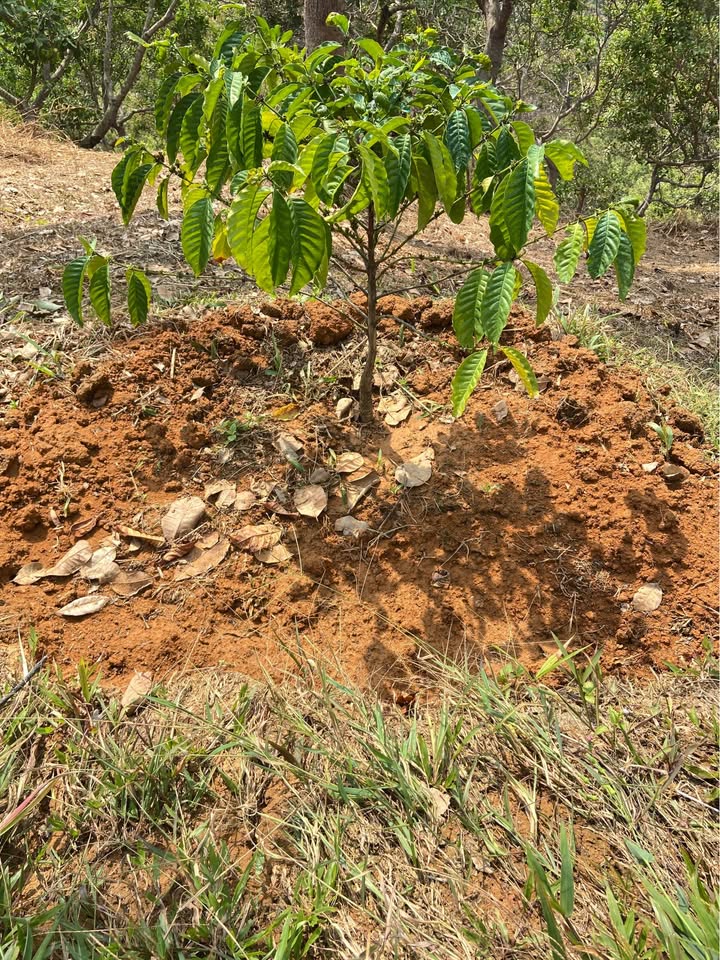 Bán Đất Vườn 3ha Mặt Tiền 140m Đường Xã Thọ Sơn, Bình Phước - Giá Đầu Tư 24 Tỷ