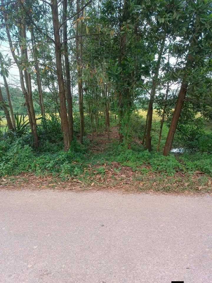 Đất đấu giá 100m² Đồng Tâm, Yên Thế - Sổ hồng sẵn sàng