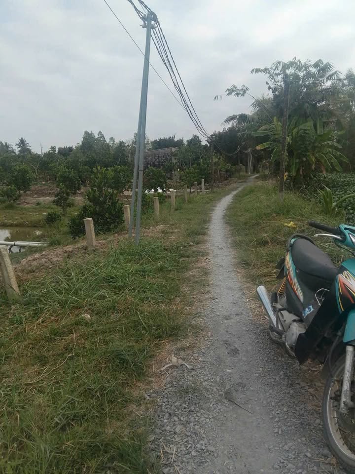 Đất vườn tại Tân Kiều, Tháp Mười 7000m² - Cơ hội đầu tư dài hạn!