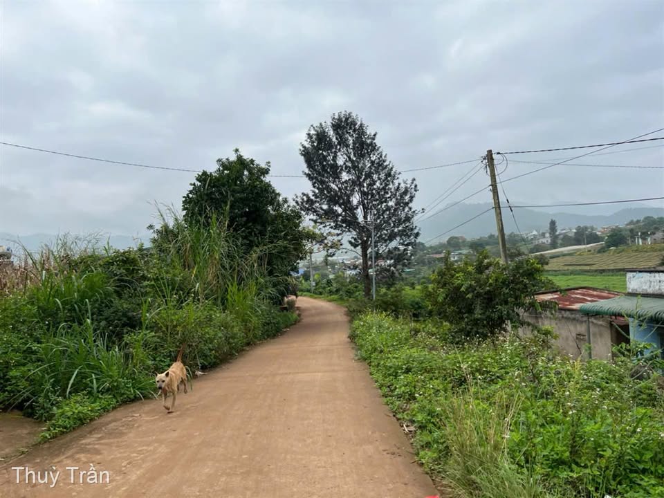 Đất Nền Quảng Lập 300m² Sổ Riêng - Đầu Tư Sinh Lời