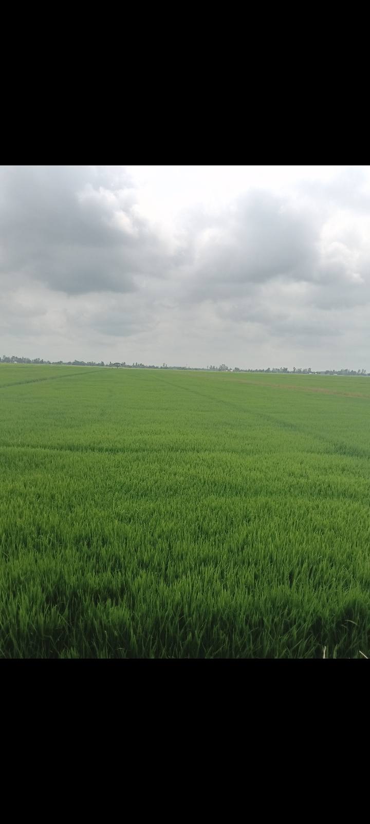 Đất Vườn An Giang 4.2ha - Giá Đầu Tư 95tr/công - Sổ Đỏ Rõ Ràng