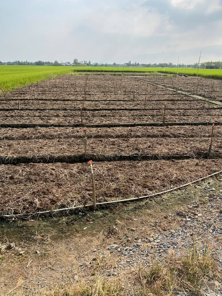 Đất vườn Gò Công Đông 1.800m² giá 1.1 tỷ - Nghỉ dưỡng lý tưởng!