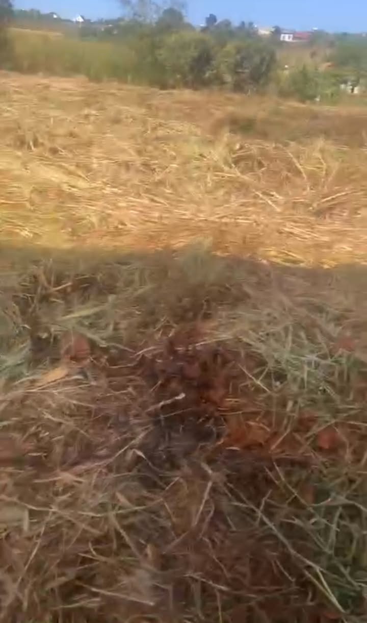 Cho thuê đất vườn Nam Ban Lâm Hà 10.000m² giá 50 triệu - Nghỉ dưỡng lý tưởng!