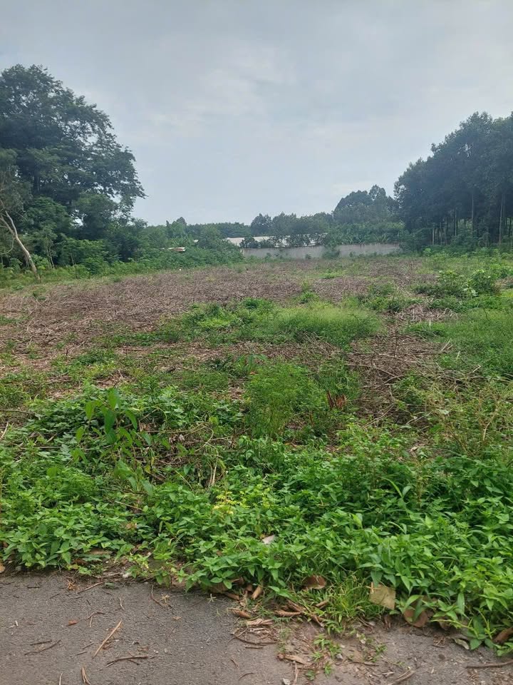 Đất nền Phú Giáo 3500m² - Sát Trường THCS An Linh - Giá 2 Tỷ