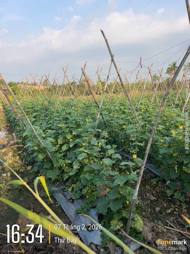 Bán Đất Rẻ Đồng Nai 5200m² - Sổ Đỏ, Mặt Tiền Đường Bê Tông 50m