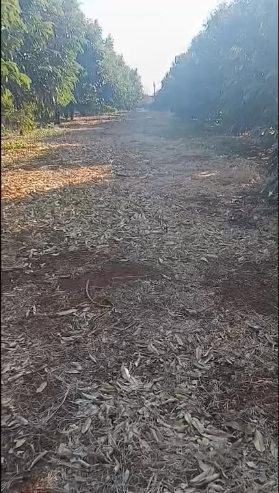 Bán Trang Trại Sầu Riêng Chư Sê Gia Lai 6.3ha - Đầu tư sinh lời ngay!