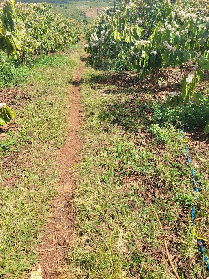 Đất Vườn 13000m² Đăk Đoa, Gia Lai - Giá Đầu Tư 4.8 Tỷ