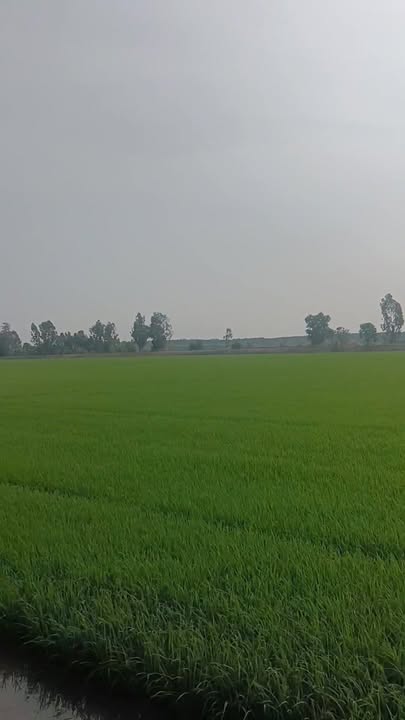 Đất nền Bình Phong Thạnh, Mộc Hóa 3.5ha - Tiềm năng tăng giá vượt trội!