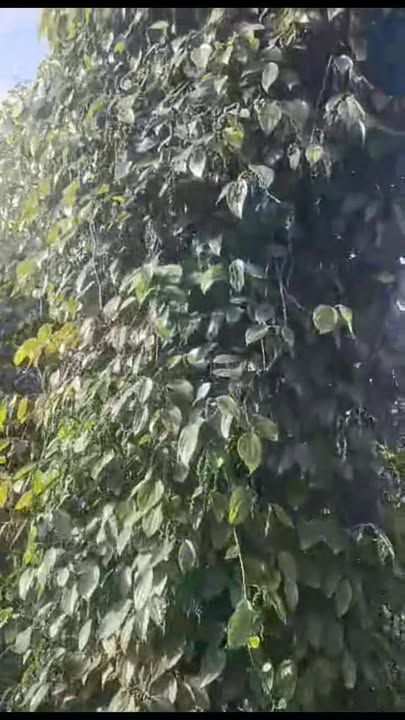 Đất rẫy Đắk R'La Đắk Mil 3600m² giá 1.15 tỷ - Nghỉ dưỡng lý tưởng