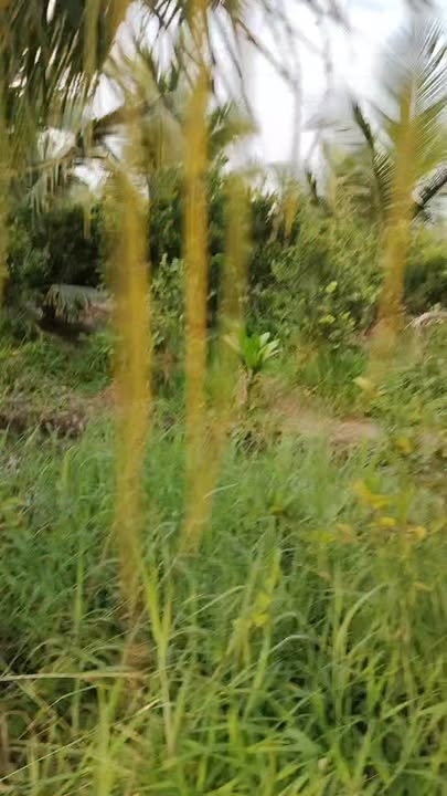 Đất vườn Trà Vinh 12000m² - Đầu tư dài hạn, sinh lời cao!