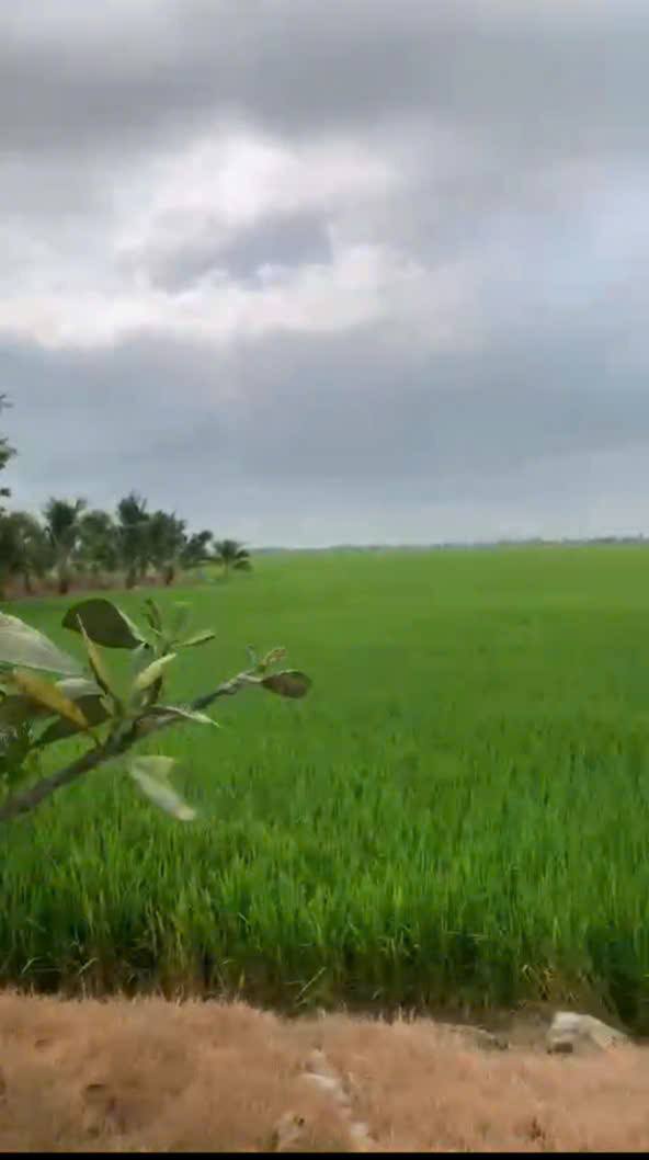 Đất lúa Tây Phú An Giang 50.000m² - Cơ hội đầu tư dài hạn!