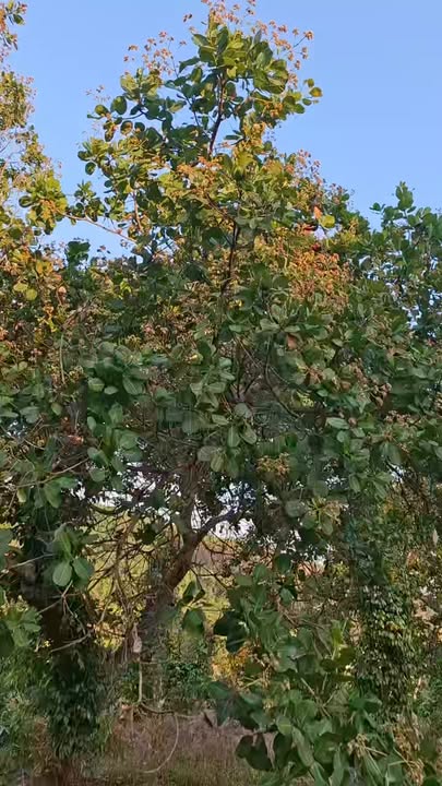 Bán Gấp 3ha Đất Vườn Bình Phước - Mặt Đường Bê Tông, Giá Chỉ 105 Triệu/Sào