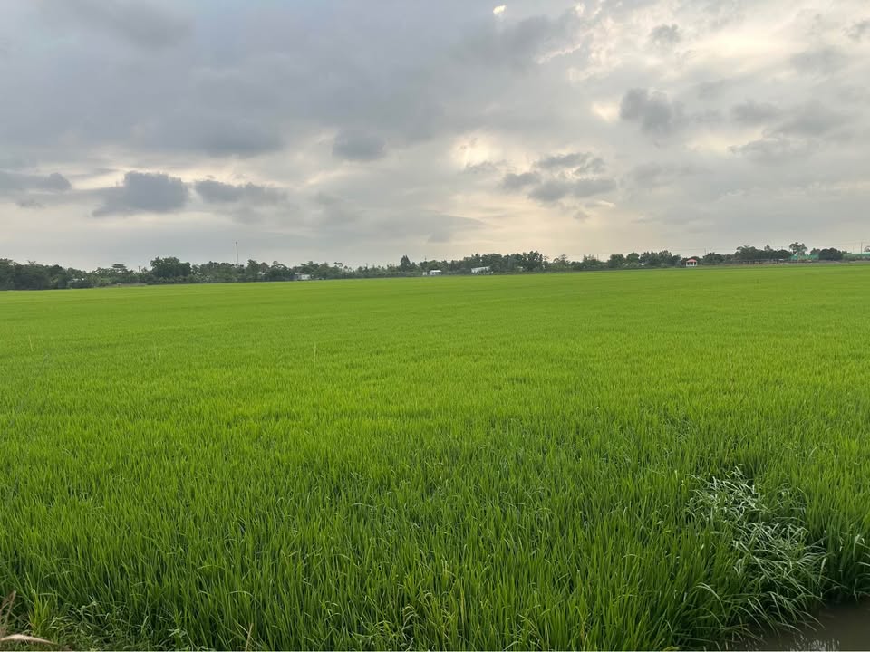 Đất Nền Phường Mỹ Thới, Long Xuyên 12000m² - Sổ Đỏ Chính Chủ!