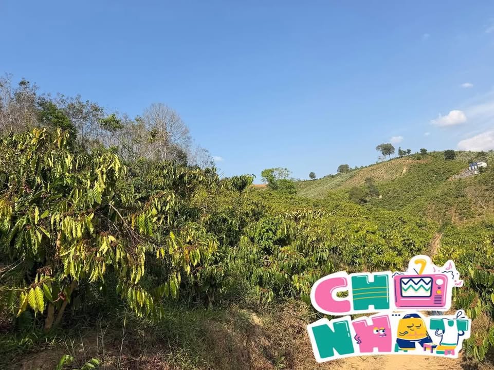 Đất Vườn Đạ Huoai 1.3ha - Sinh thái xanh, tiềm năng đầu tư!