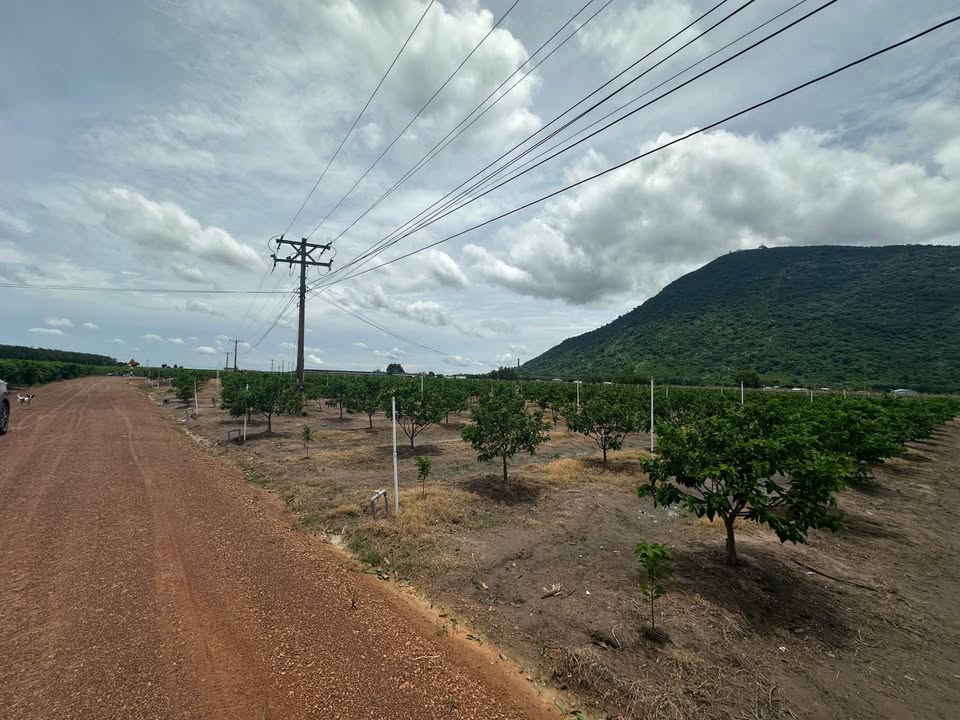 Đất Vườn 22.000m² Xã Dương Minh Châu, Tây Ninh - Cơ Hội Đầu Tư Dài Hạn!