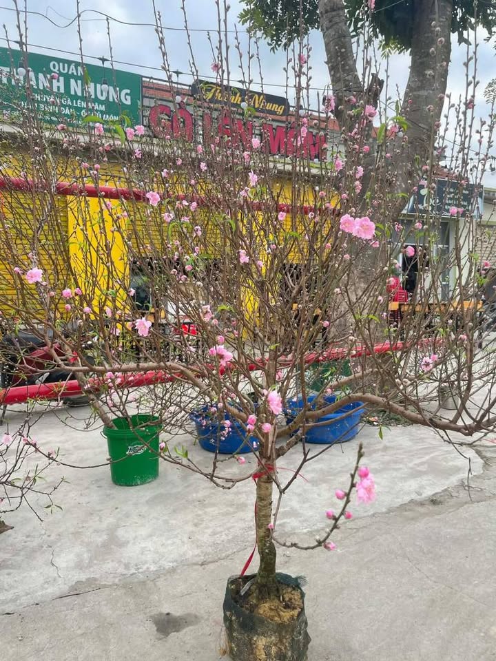 Đất Nền Long Mỹ, Đất Đỏ - 125m² Sổ Hồng, Giá 750 Triệu