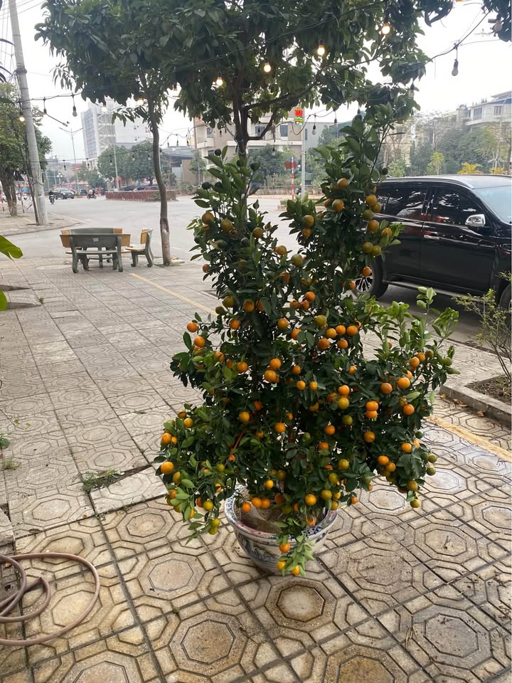 Bán đất lô góc TP Phủ Lý 71m² - Sổ đỏ chính chủ, vị trí đắc địa!