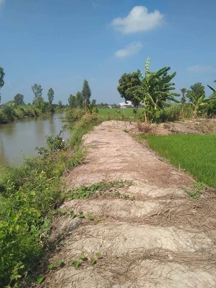 Đất Ruộng 5118m² Ấp Đông Mỹ, Cờ Đỏ, Cần Thơ - Sổ hồng rõ ràng!