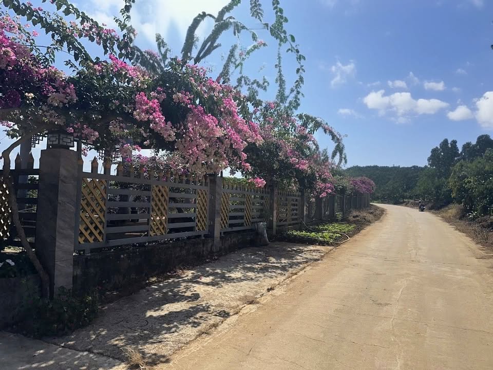 Bán Gấp 1.3ha Đất Vườn Kèm Nhà Cấp 4 Tại Di Linh, Lâm Đồng - Giá 10 Tỷ