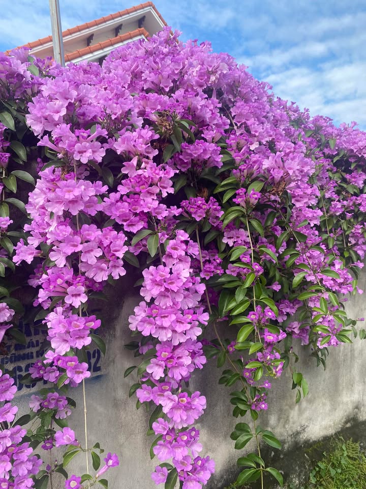 Đất nền F0 Sẵn Sổ Đỏ Gia Đức - Thủy Nguyên 172m² - Đầu tư tiềm năng