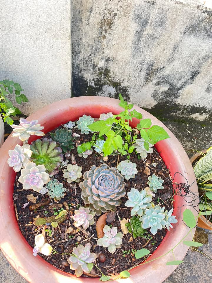 Đất nền Quang Trung Bảo Lâm 168m² - Tiềm năng tăng giá vượt trội!