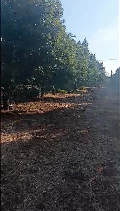 Bán Gấp Farm 6.3ha Mặt Tiền Nhựa Ia Ko, Chư Sê - Giá Đầu Tư 2.1 Tỷ