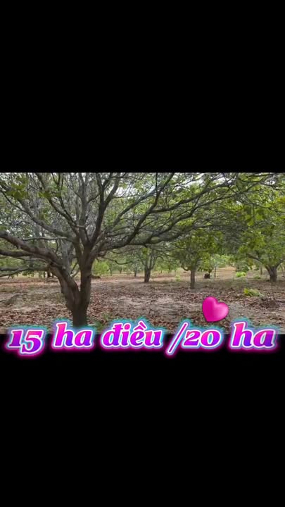 Đất Vườn Gia Mơ, Gia Lai 20ha – Đầu tư dài hạn, sinh lời bền vững!