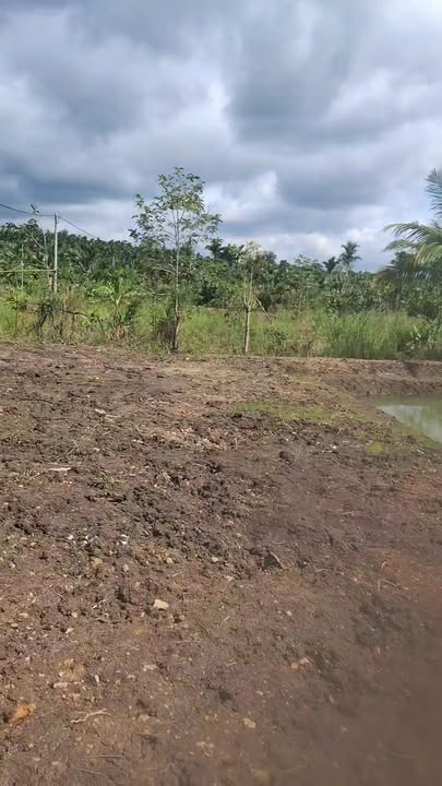 Đất nền Krông Năng 1924m² chỉ 2.5 tỷ - Tiềm năng tăng giá vượt trội!