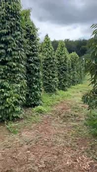 Đất Farm 11.000m² Gia Lai - 500 Trụ Tiêu Kinh Doanh, 150 Cây Sầu Riêng - Giá 2 Tỷ