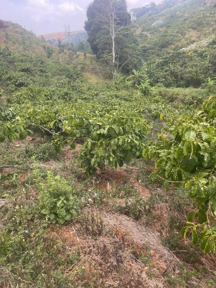 Đất Vườn Quảng Trực Đắk Nông 7200m² - Đầu Tư Dài Hạn Sinh Lời!