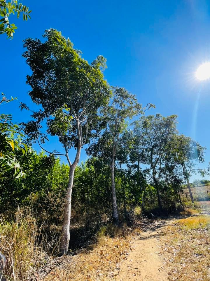 Đất Vườn Trà Giang 1 Ninh Sơn 360m² - Giá Đầu Tư Tốt, Sổ Đỏ Sẵn Sàng!