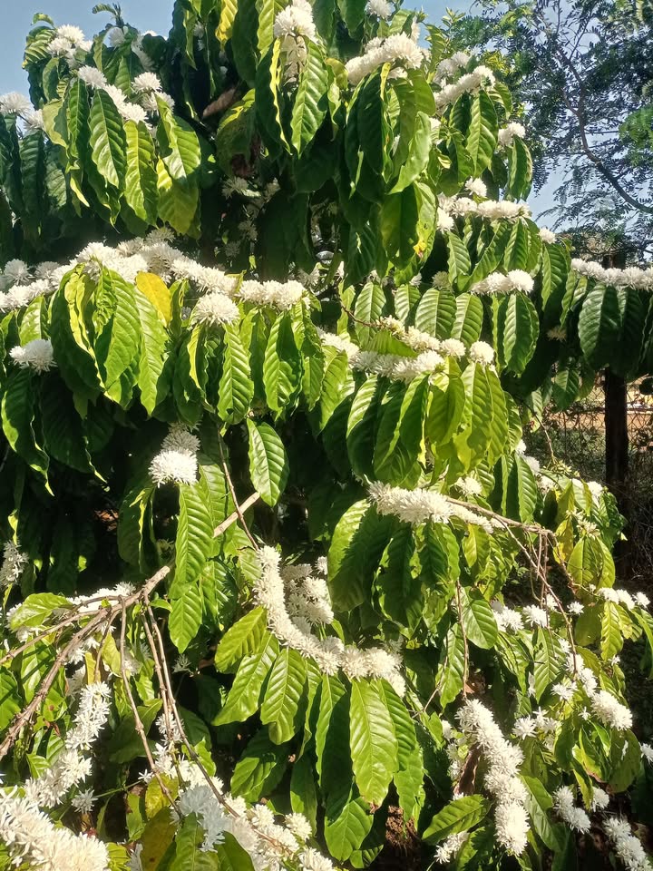 Đất nền 2ha Ia Rừng, Chư Prông, Gia Lai 4.5 tỷ - Sổ đỏ chính chủ