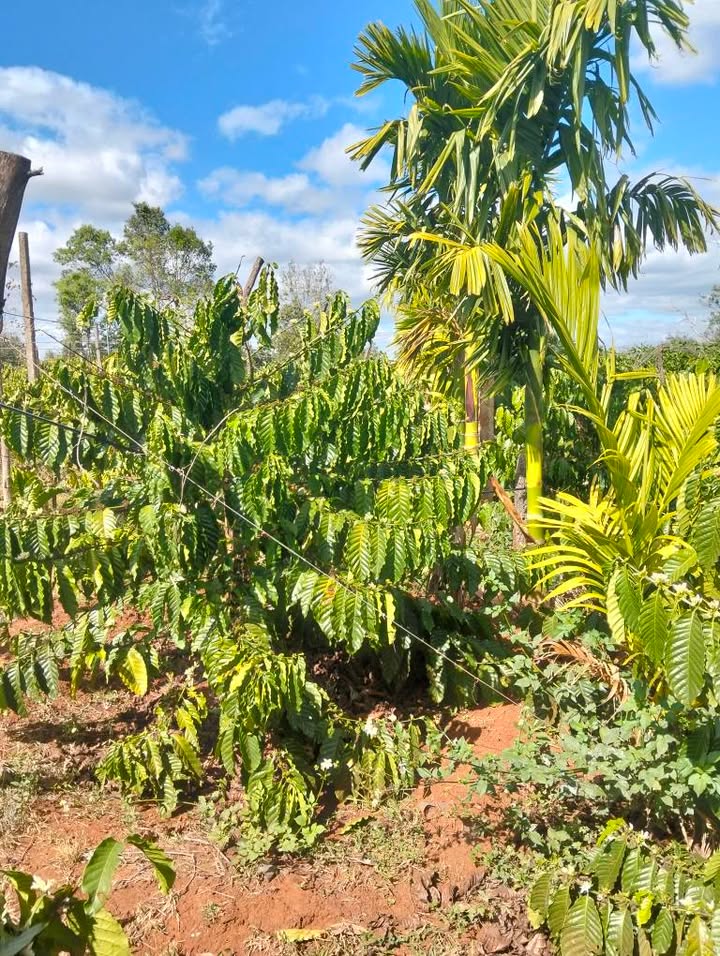 Đất Vườn Ia Grai, Gia Lai 5700m² - Giá Đầu Tư Tốt Chỉ 1.75 Tỷ!