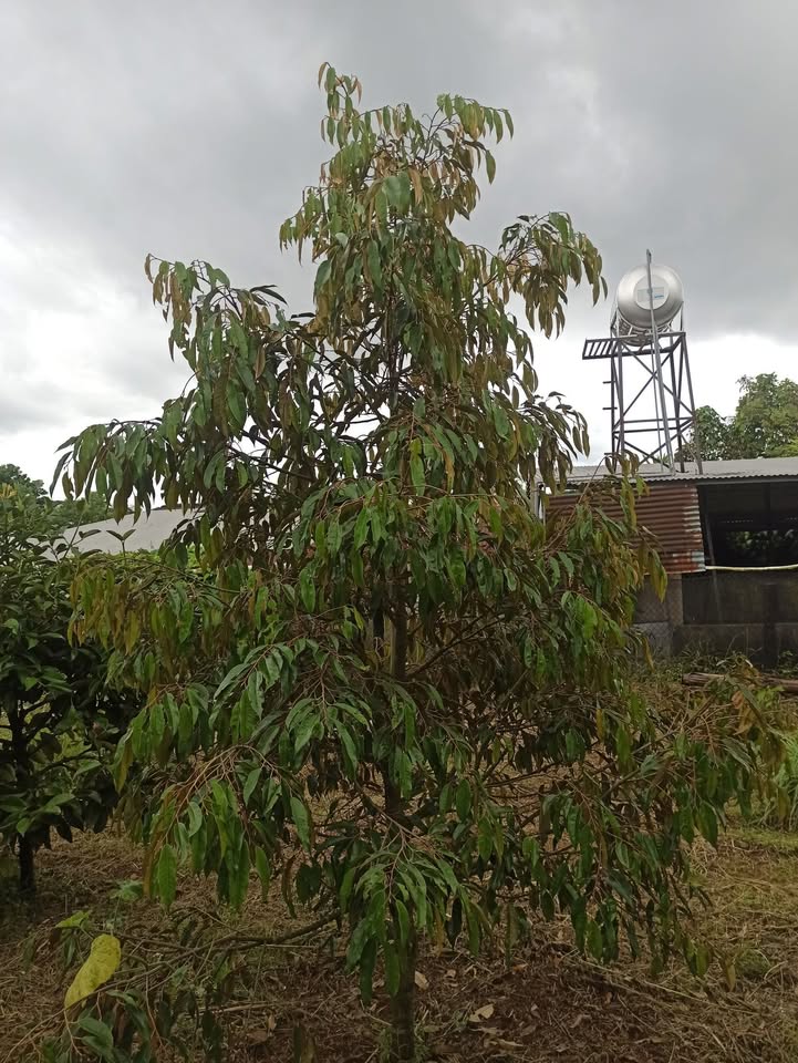 Đất Nền Bảo Lộc 7200m² mặt tiền đường nhựa – Pháp lý rõ ràng