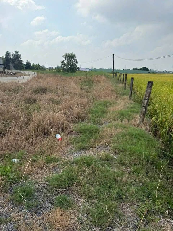 Đất Nền Tân Tây, Thạnh Hóa 120m² - Tiềm Năng Tăng Giá Vượt Trội!