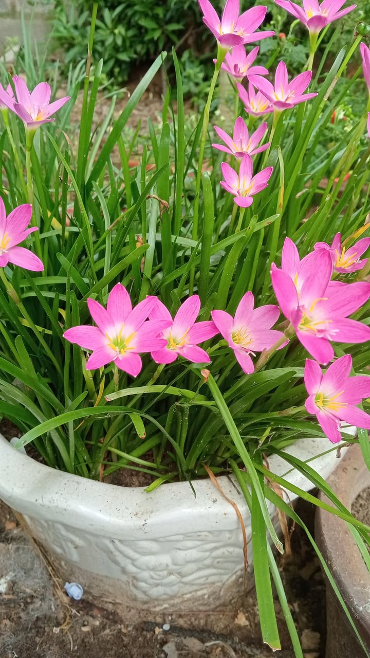 Nhà riêng Phú Long 100m² - Sẵn sàng ở ngay!