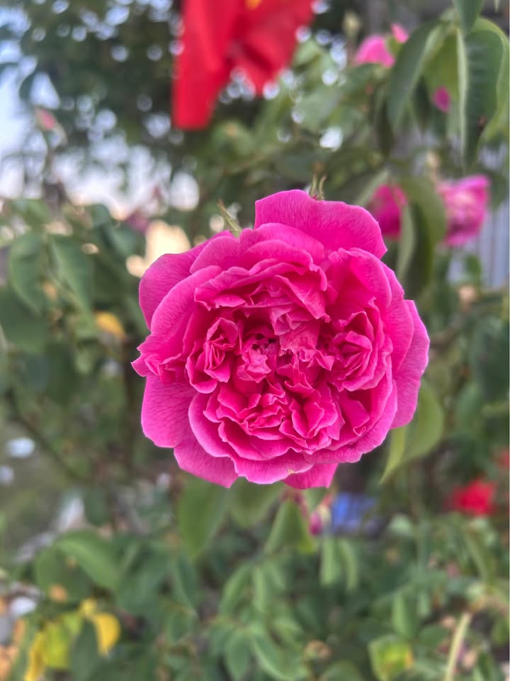 Kho Xưởng Mặt Tiền Đường Nhựa Đắk Cấm, Kon Tum - 100m², Thổ Cư, Sẵn Sàng Kinh Doanh