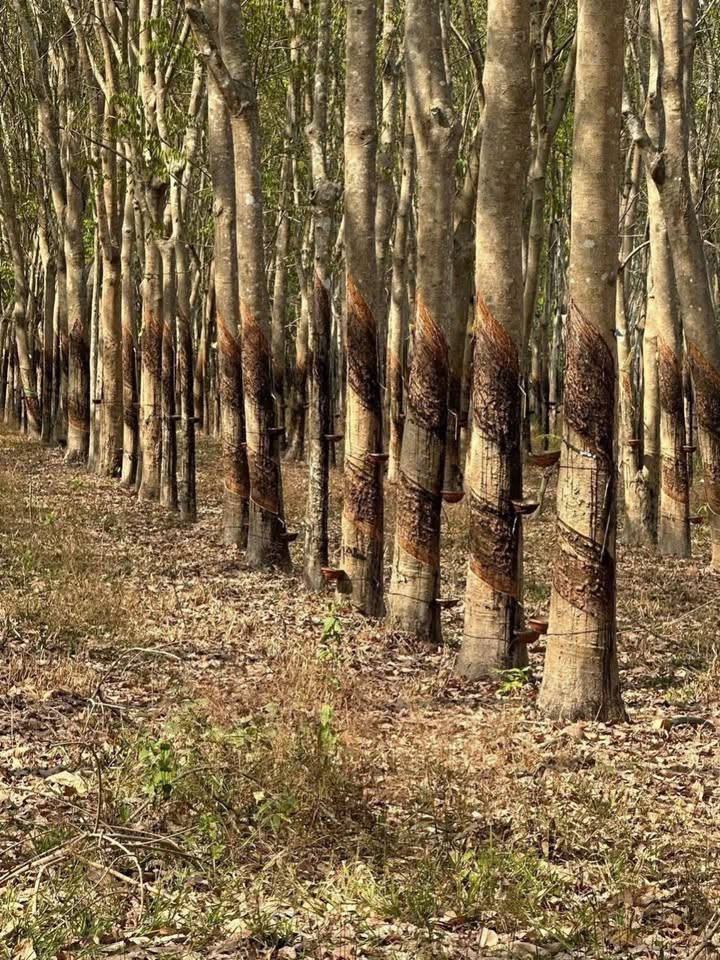 Đất nền Phước Long A, Thủ Đức 7200m² - Tiềm năng tăng giá vượt trội!