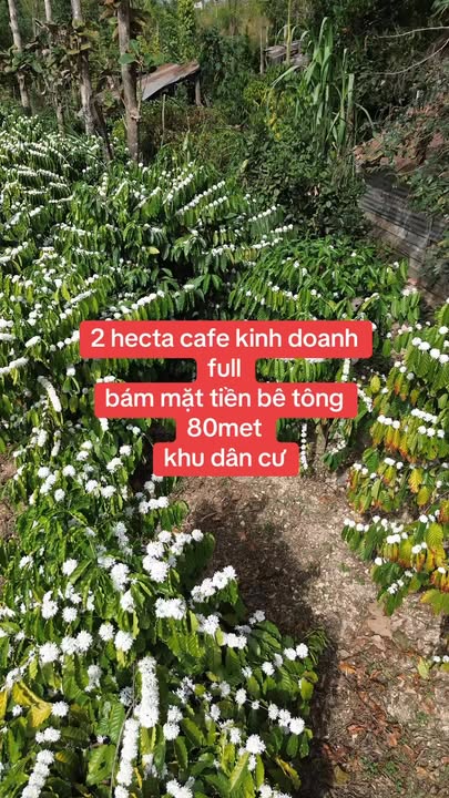 Đất Vườn Cư Jút 20.000m² - Sinh thái xanh, đầu tư sinh lời!
