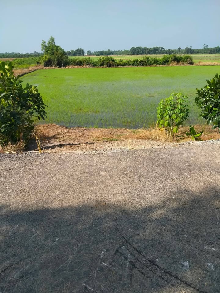 Bán Gấp Đất Vườn 17.000m² Mặt Tiền Đường Nhựa, Lai Vung, Đồng Tháp - Giá Đầu Tư 3.2 Tỷ/ha