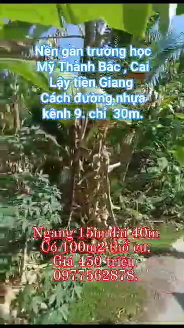 Bán Đất Mặt Tiền 600m² Mỹ Thạnh Bắc, Đức Huệ - Giá 450 Triệu