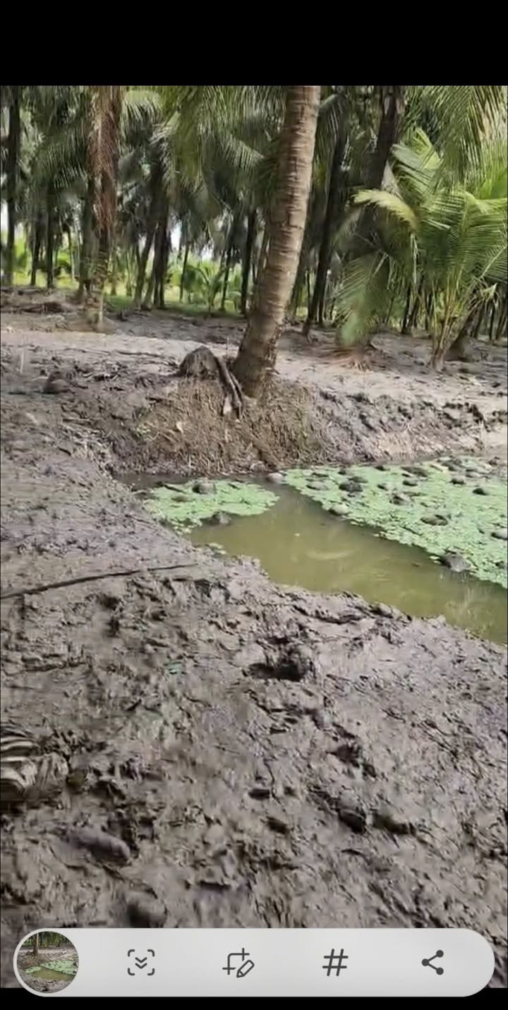 Đất vườn Trà Vinh 1.34ha – Dòng tiền ổn định, tiềm năng tăng giá!